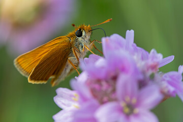 Dickkopffalter sitzt auf der Grasnelke und genießt den Nektar