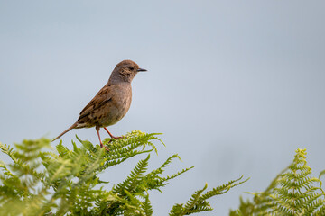 Heckenbraunelle an der Küste der Bretagne auf einem Farn