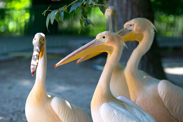Pelicans at the Varna Zoo (Bulgaria)
