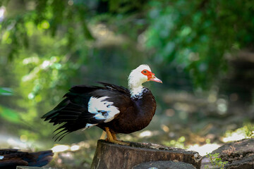 Ducks at the Varna Zoo (Bulgaria)
