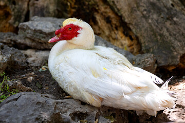 Ducks at the Varna Zoo (Bulgaria)
