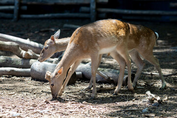 Deer in the Varna Zoo (Bulgaria)
