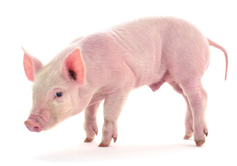 Pig on white