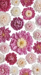 Abundant Pink and White Peonies in Full Bloom