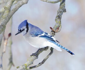 Blue jay