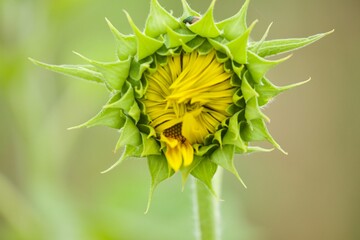 Sunflower opening