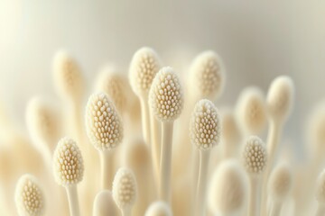 Fototapeta premium Close-up of delicate, creamy white flower buds, resembling tiny, densely packed spheres.