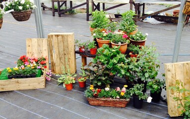 flowers in pots