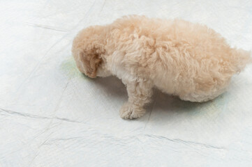 Poodle puppy smell pee on carpet