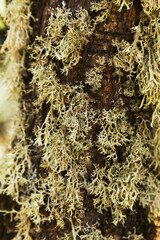 Biota of Gran Canaria - oakmoss,  Evernia prunastri, on small tree branches