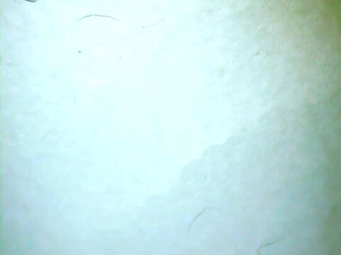 Aquatic sowbug (Asellus aquaticus) on a microscope glass