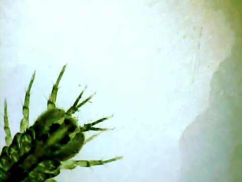 Aquatic sowbug (Asellus aquaticus) on a microscope glass