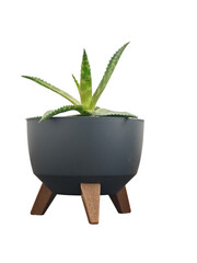 Modern succulent plant in stylish pot with wooden legs on a white background showcasing minimalist...