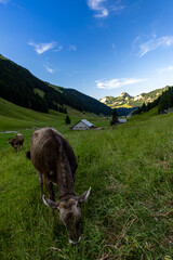 mountain peak in the swiss alps, Hoher Kasten, switzerland