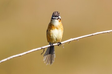 Sharpe-tailed Tyrant - Culicivora caudacuta 