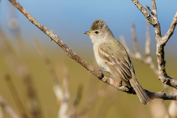 Sharpe-tailed Tyrant - Culicivora caudacuta