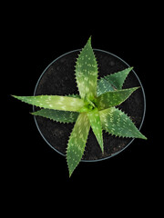 Aloe vera plant with distinct green leaves thriving in a round pot against a black background