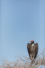 A lappet Faced Vulture surveys the open plains from a high tree.