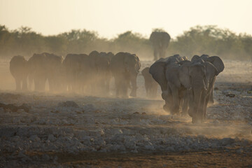 A large elephant herd walks briskly towards the Okakuejo Water Hole, Etosha national Park, Namibia.