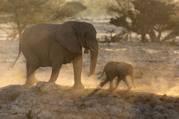 An elephant herd  containing mother and small calfs walk briskly towards the Okakuejo Water Hole,...