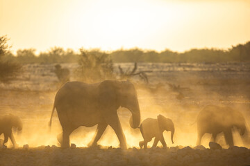 An elephant herd  containing mother and small calfs walk briskly towards the Okakuejo Water Hole,...