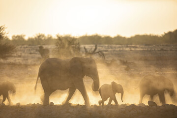 An elephant herd  containing mother and small calfs walk briskly towards the Okakuejo Water Hole,...