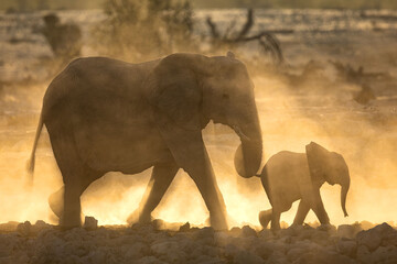 An elephant herd  containing mother and small calfs walk briskly towards the Okakuejo Water Hole,...