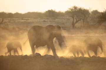 An elephant herd  containing mother and small calfs walk briskly towards the Okakuejo Water Hole,...