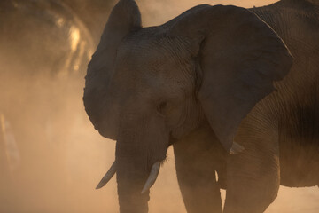 The dusty profile of a desert Elephant at Okakuejo, Etosha National Park, Namibia.