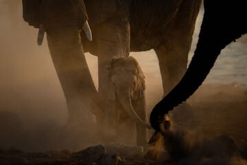 A very young elephant calf plays under its mother in a versy dusty sunset, Okakuejo, Etosha...