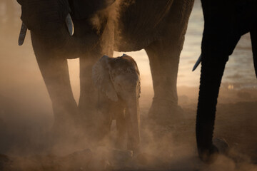 A very young elephant calf plays under its mother in a versy dusty sunset, Okakuejo, Etosha...