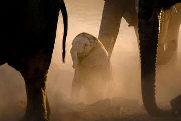 A very young elephant calf plays under its mother in a versy dusty sunset, Okakuejo, Etosha...