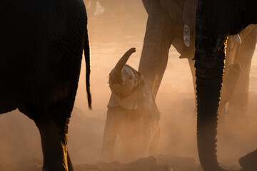 A very young elephant calf plays under its mother in a versy dusty sunset, Okakuejo, Etosha...