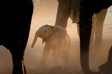 A very young elephant calf plays under its mother in a versy dusty sunset, Okakuejo, Etosha...