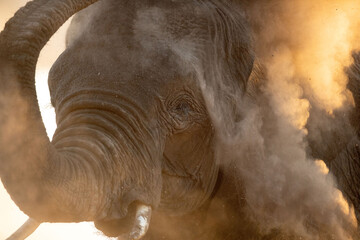 A large desert Elephant bathes in the dust at Okakuejo, Etosha National Park, Namibia.