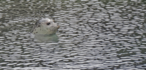 This spotted seal  appears to be almost camouflaged when in rippled waters
