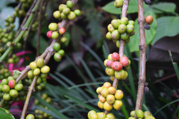 red and green coffee beans on a natural coffee plant