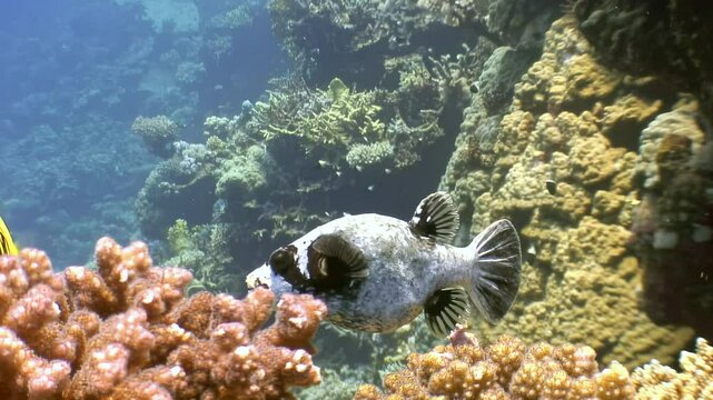 Witness the vibrant underwater tapestry of the Red Sea. A Blackspotted Puffer finds solace amidst the colorful coral reefs, exploring its natural habitat in the warm sunlight.