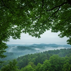 Obraz premium forest in the morning