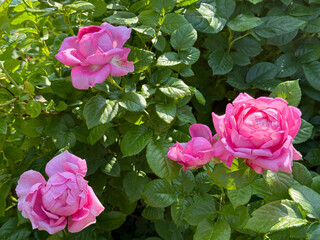  Pink rose bush in garden.