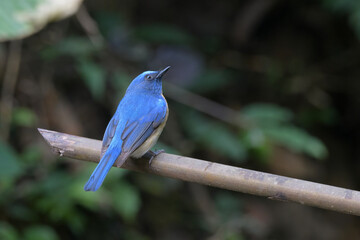 blue-throated blue flycatcher (Cyornis rubeculoides) at Dosdewa, Karimganj, Assam, India