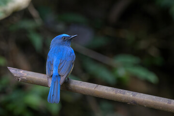 blue-throated blue flycatcher (Cyornis rubeculoides) at Dosdewa, Karimganj, Assam, India
