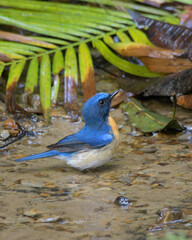 blue-throated blue flycatcher (Cyornis rubeculoides) at Dosdewa, Karimganj, Assam, India