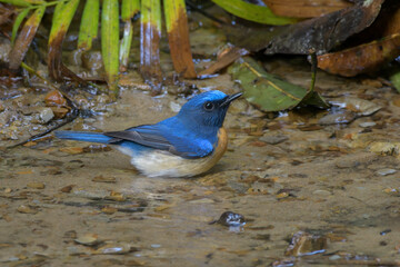 blue-throated blue flycatcher (Cyornis rubeculoides) at Dosdewa, Karimganj, Assam, India
