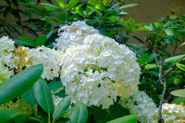 white flowers
