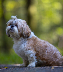 shih tzu dog walks in the park in the summer 