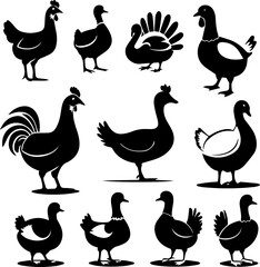 Obraz premium Domestic Birds: Chicken, Duck, Goose, and More