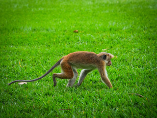 Toque Macaques (Macaca Sinica) in Peradeniya Royal Botanical Gardens, Kandy, Sri Lanka, Asia