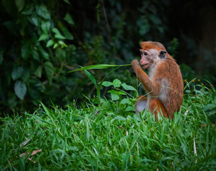 Toque Macaques (Macaca Sinica) in Peradeniya Royal Botanical Gardens, Kandy, Sri Lanka, Asia