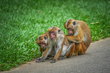 Toque Macaques (Macaca Sinica) in Peradeniya Royal Botanical Gardens, Kandy, Sri Lanka, Asia